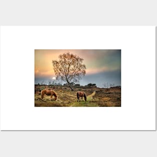 New Forest Ponies Posters and Art